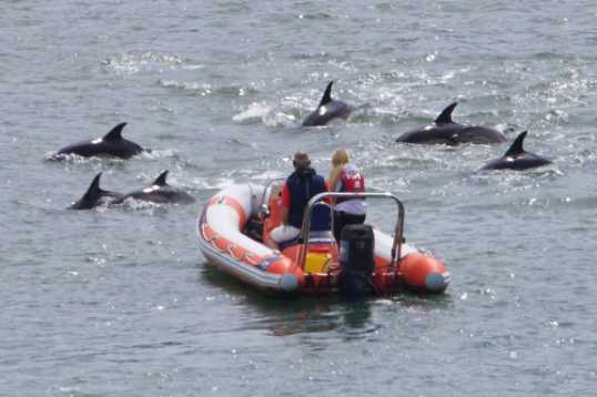 26 June 2021 - 11-05-51
The RDYC safety boats sometimes had to stop to let the pod pass. There was no sign of Tuft Squirrel or the Green Cross Coad man to teach any of them the rules of the marine highway. Dolphins are a law unto themselves. Who'd have thought it ?
---------------
Dolphin invasion of the river Dart, Dartmouth